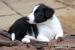 Border Collie Welpen - Kauf