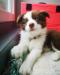 Border Collie Welpen - Kauf