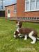 Border Collie Welpen - Kauf
