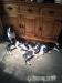 Boston Terrier-Welpen. - Kauf