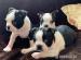 Boston Terrier-Welpen. - Kauf