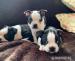 Boston Terrier-Welpen. - Kauf