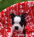 Boston Terrier-Welpen. - Kauf