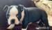 Boston Terrier-Welpen. - Kauf
