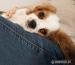 Cavalier King Charles Spaniel Welpen. - Kauf