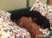 Cavalier King Charles Spaniel Welpen. - Kauf
