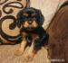Cavalier King Charles Spaniel Welpen. - Kauf