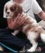 Cavalier King Charles Spaniel Welpen. - Kauf