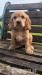 Cavalier King Charles Spaniel Welpen. - Kauf