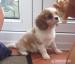 Cavalier King Charles Spaniel Welpen. - Kauf