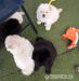 Chow-Chow-Welpen. - Kauf