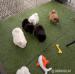 Chow-Chow-Welpen. - Kauf