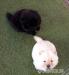 Chow-Chow-Welpen. - Kauf