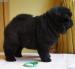 Chow-Chow-Welpen. - Kauf
