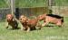 Cocker Spaniel Welpen - Kauf