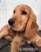 Cocker Spaniel Welpen - Kauf