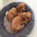 Cocker Spaniel Welpen - Kauf