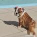 Englische Bulldoggenwelpen - Kauf