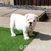 Englische Bulldoggenwelpen - Kauf