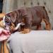 Englische Bulldoggenwelpen - Kauf
