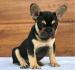 Französische Bulldogge Welpe - Kauf
