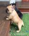 Französische Bulldogge Welpe - Kauf