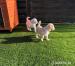 Golden Retriever Welpenver - Kauf
