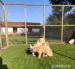 Golden Retriever Welpenver - Kauf