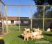 Golden Retriever Welpenver - Kauf
