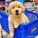 Golden Retriever Welpenver - Kauf