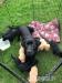 Labrador Retriever Welpen - Kauf