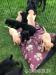 Labrador Retriever Welpen - Kauf
