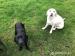 Labrador Retriever Welpen - Kauf