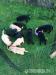 Labrador Retriever Welpen - Kauf