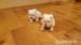 Malteser Terrier Welpe - Kauf