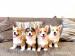 Pembroke Welsh Corgi Welpen - Kauf