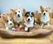 Pembroke Welsh Corgi Welpen - Kauf