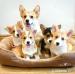 Pembroke Welsh Corgi Welpen - Kauf