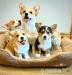 Pembroke Welsh Corgi Welpen - Kauf