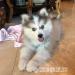 Pomsky-Welpen - Kauf