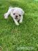 Mops Welpen - Kauf
