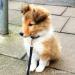 Schottische Shetland-Schäferhund-Welpen. - Kauf