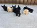 Scottish Terrier Welpen - Kauf