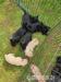 Scottish Terrier Welpen - Kauf