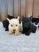 Scottish Terrier Welpen - Kauf