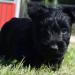 Scottish Terrier Welpen - Kauf