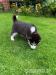 Siberian Husky Welpen - Kauf