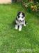 Siberian Husky Welpen - Kauf