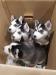 Siberian Husky Welpen - Kauf
