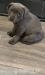 Blue Staffordshire Bull Terrier Welpen - Kauf